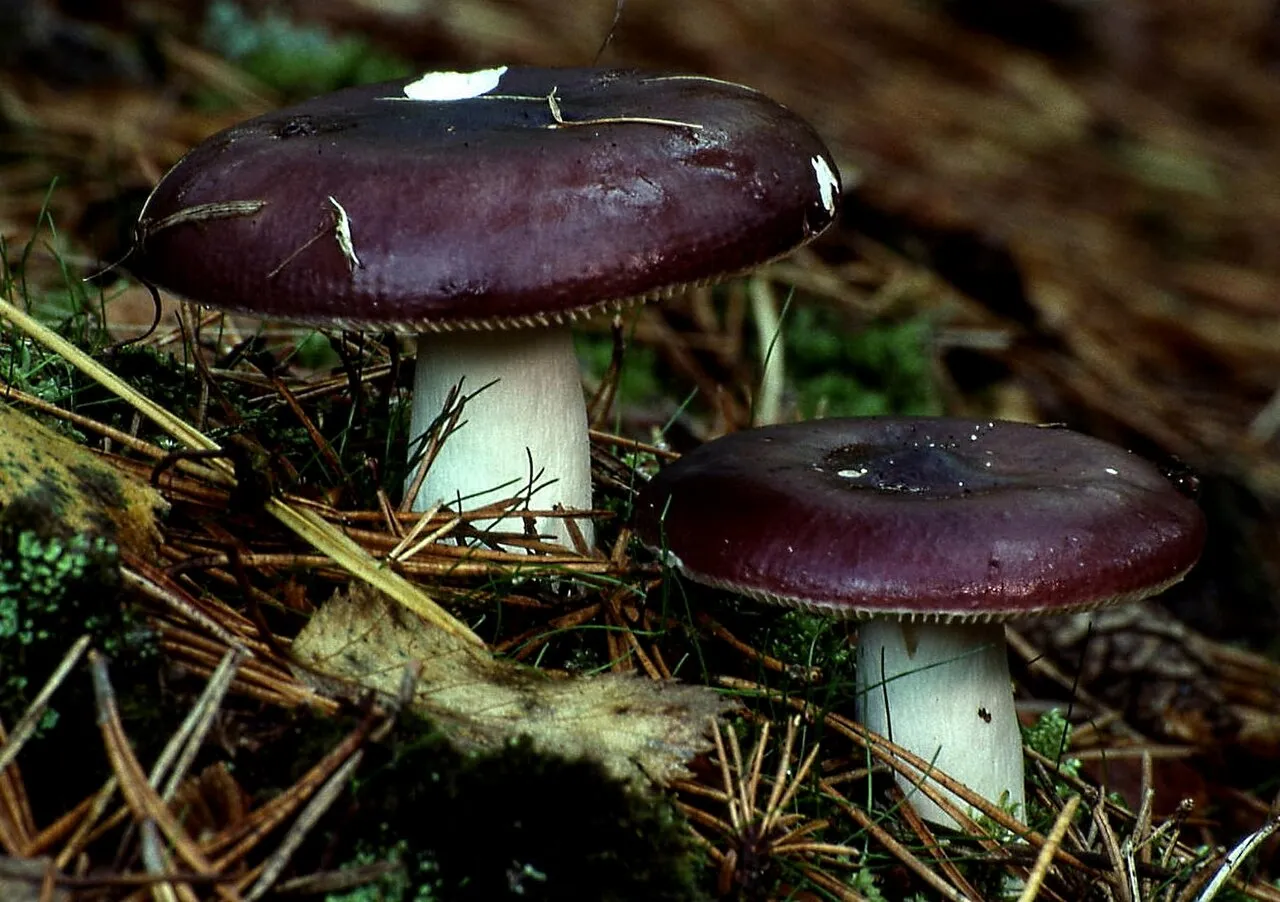 Gołąbek błękitny