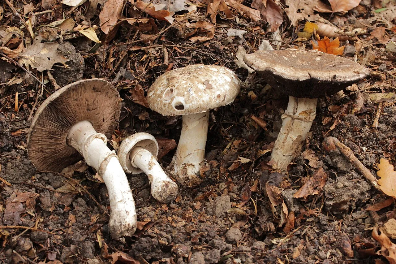 Agaricus subperonatus