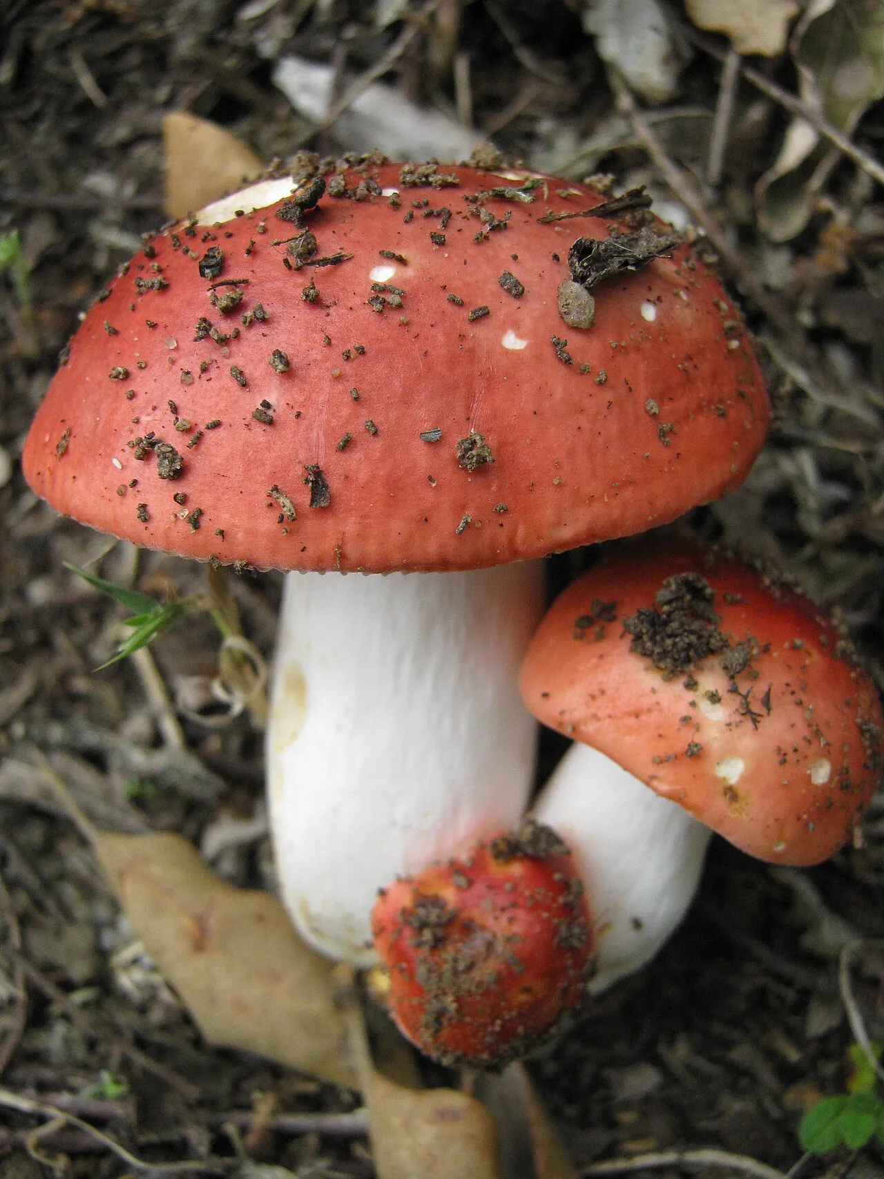 Russula lepida