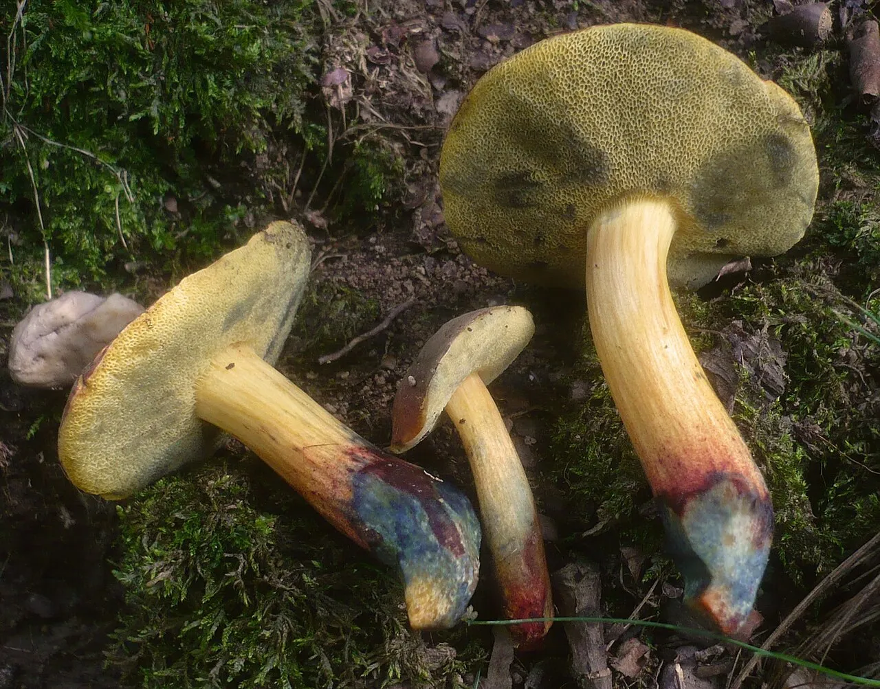 Suchogrzybek zmienny