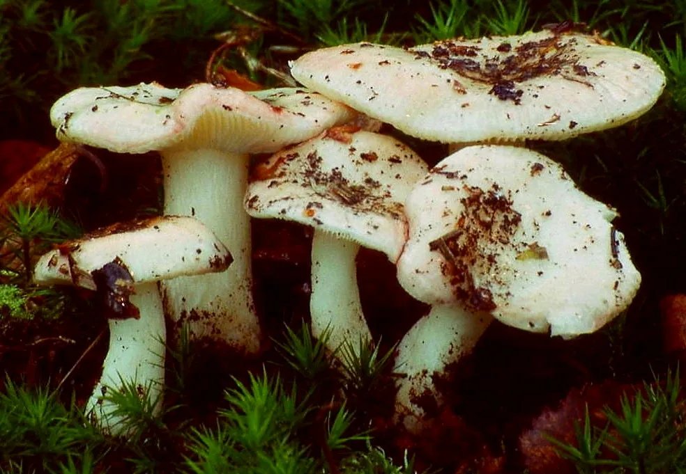 Gołąbek brzozowy