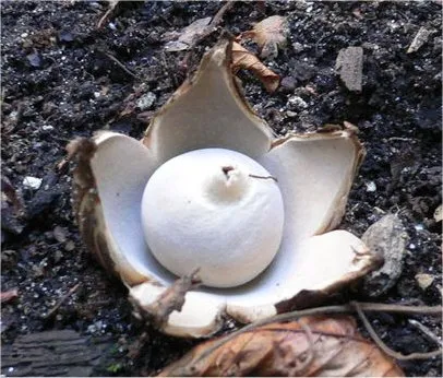 Geastrum
