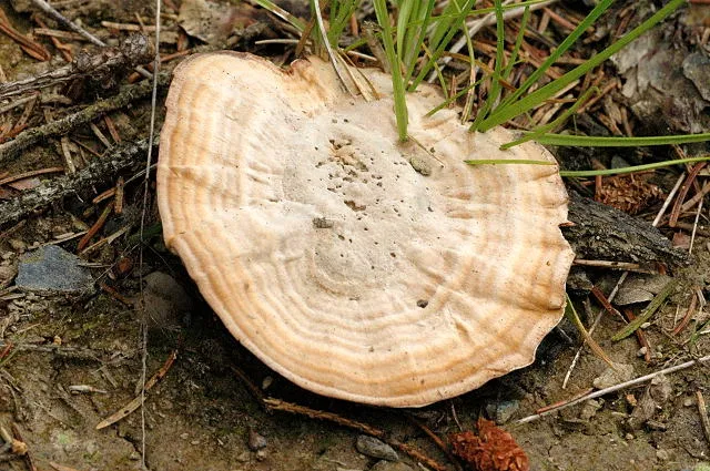 Stułka