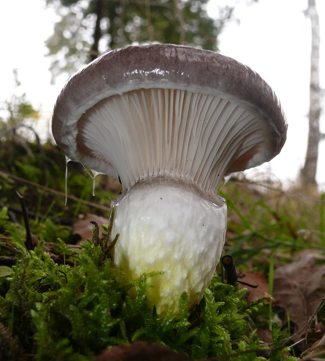 Gomphidius