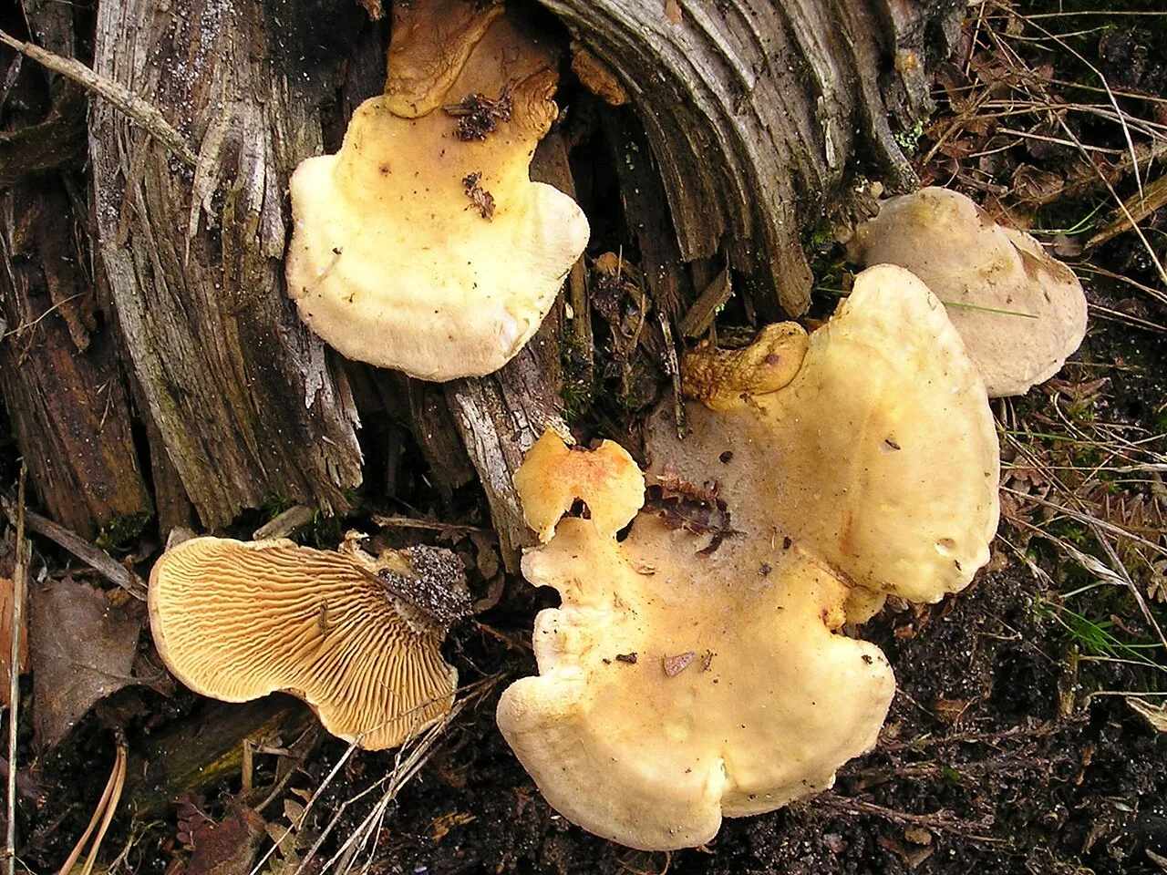 Ponurnik niekształtny