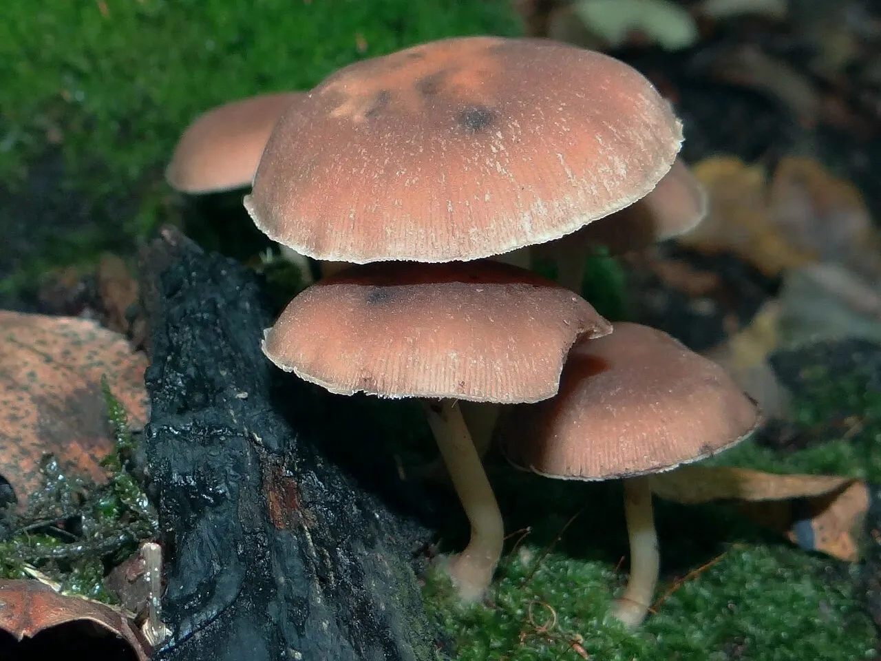 Psathyrella