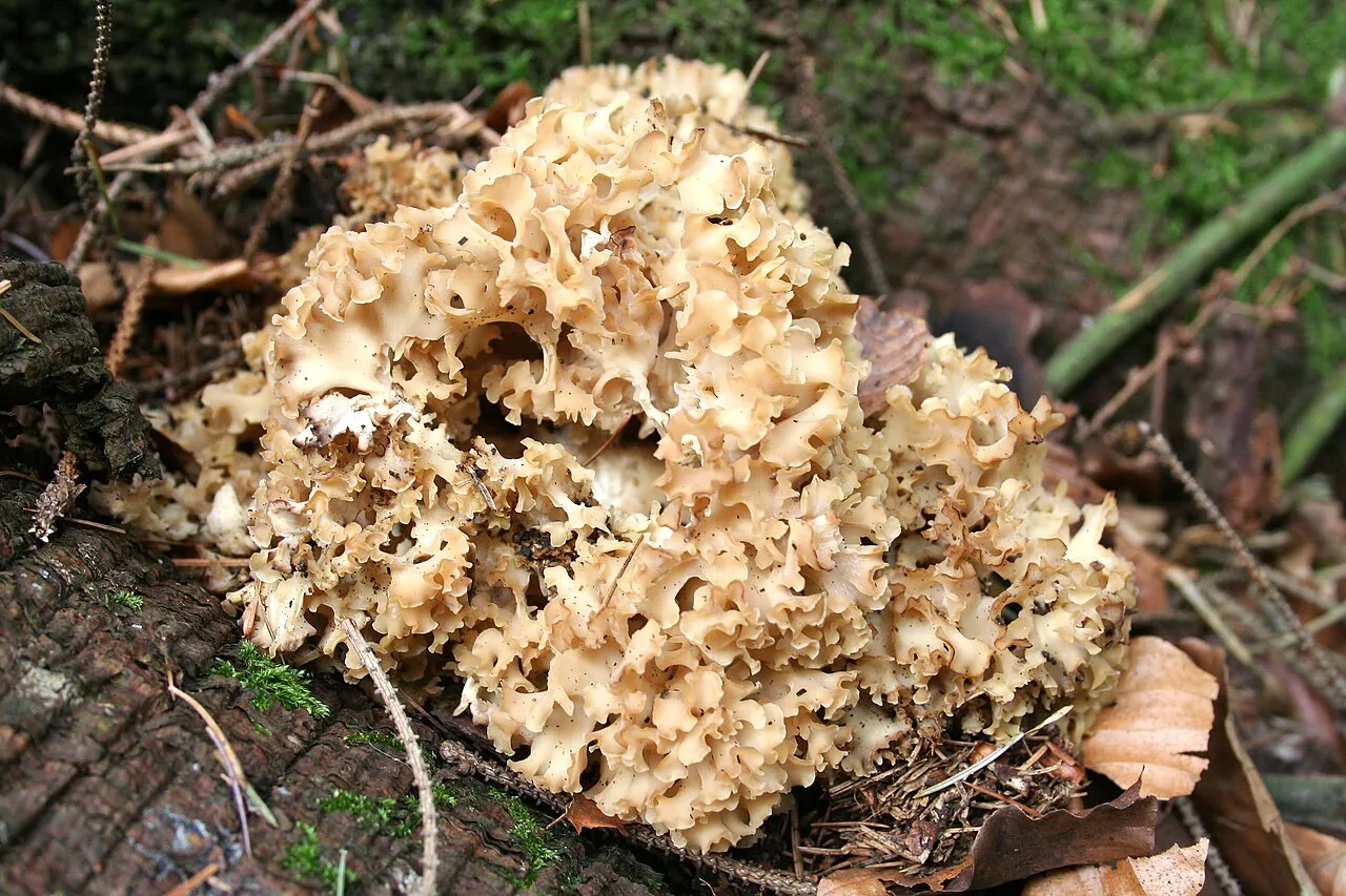 Siedzuń