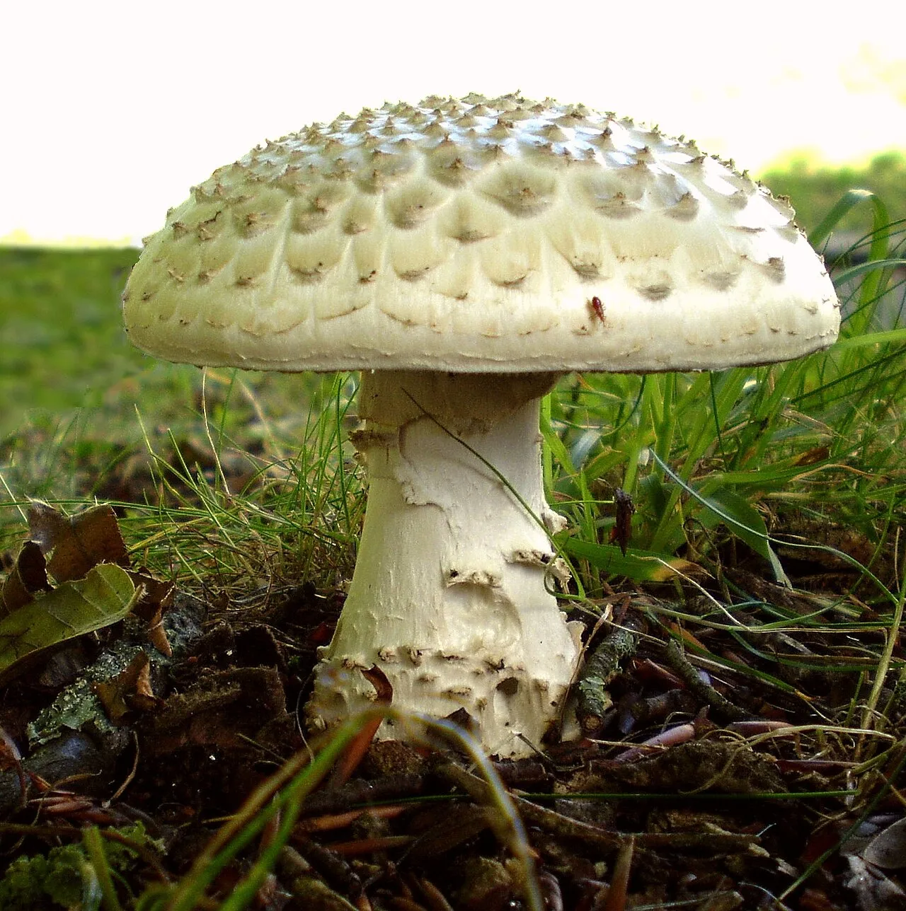 muchomor jeżowaty