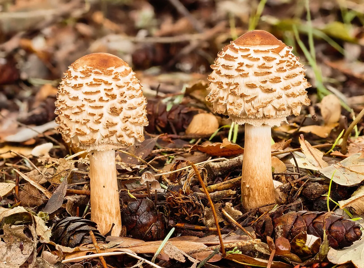 Chlorophyllum