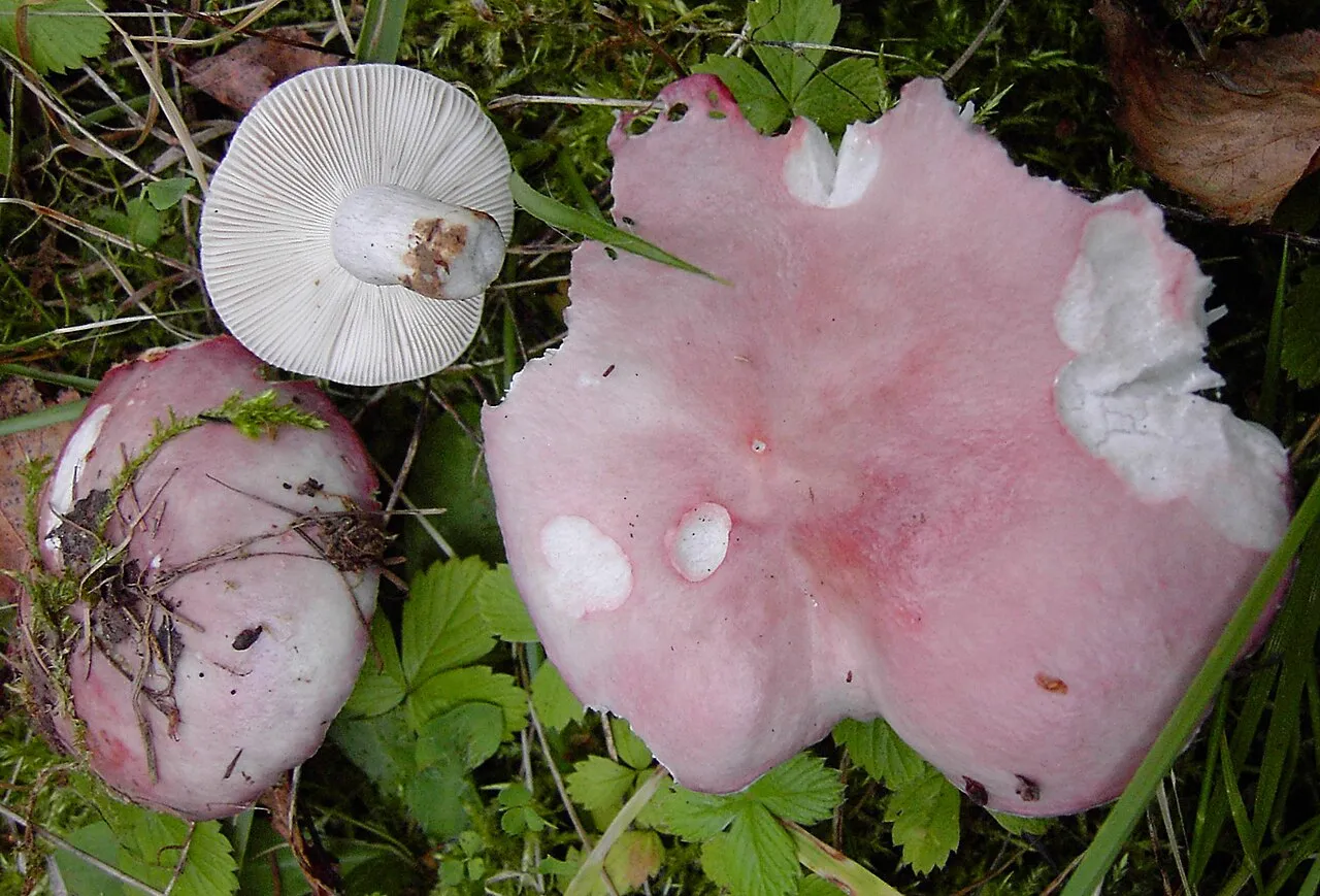 Russula exalbicans