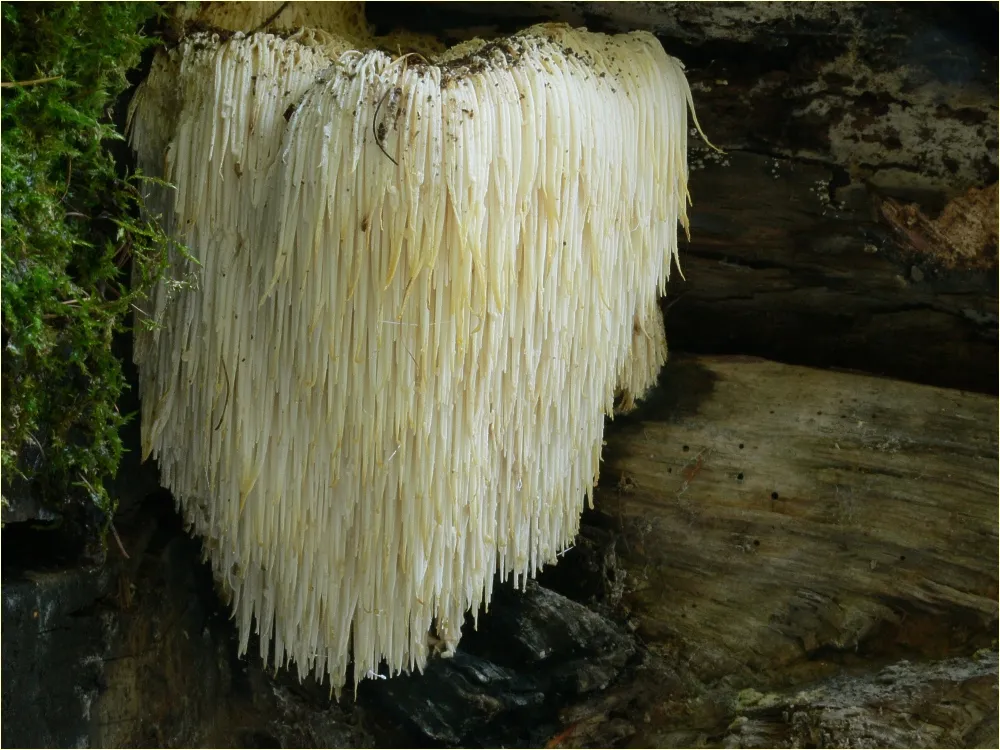 Soplówka jeżowata