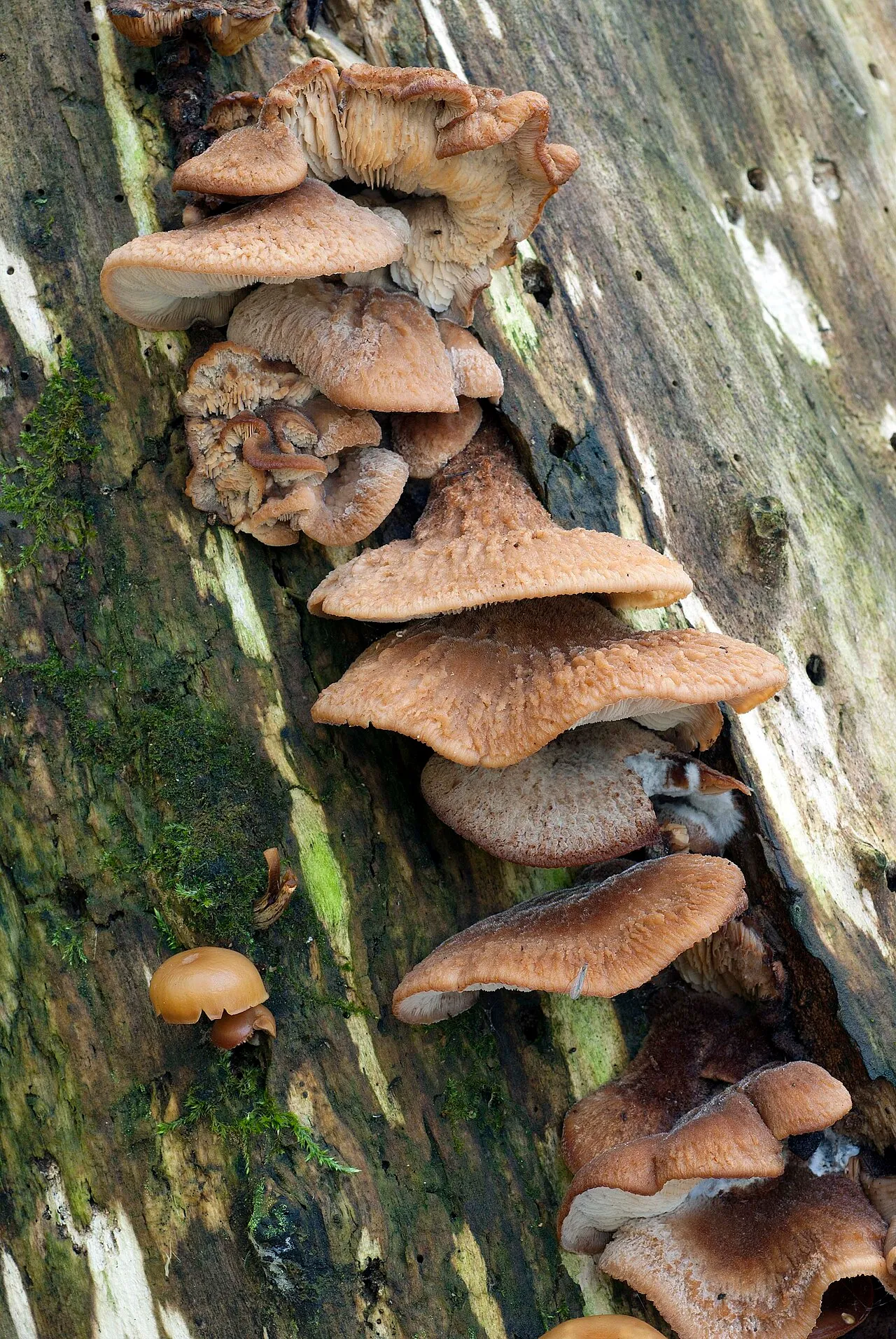 Lentinellus vulpinus