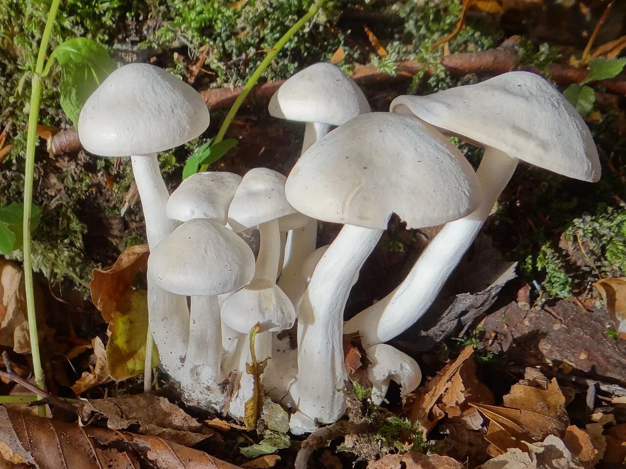 Leucocybe