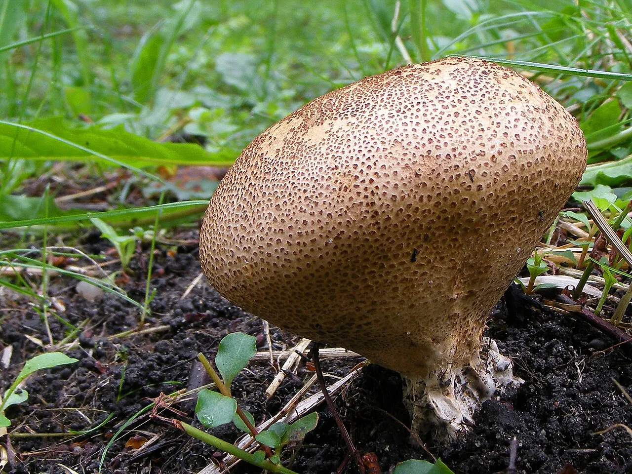 Tęgoskór brodawkowany