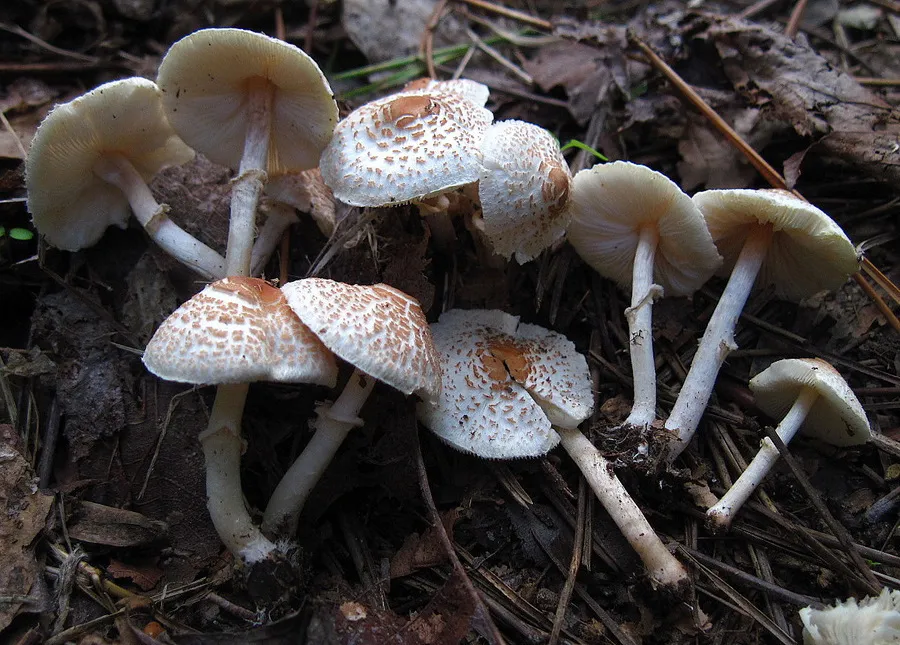 Lepiota