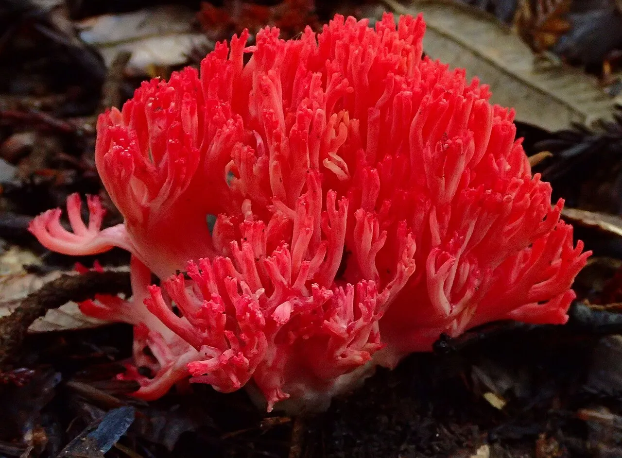 Ramaria