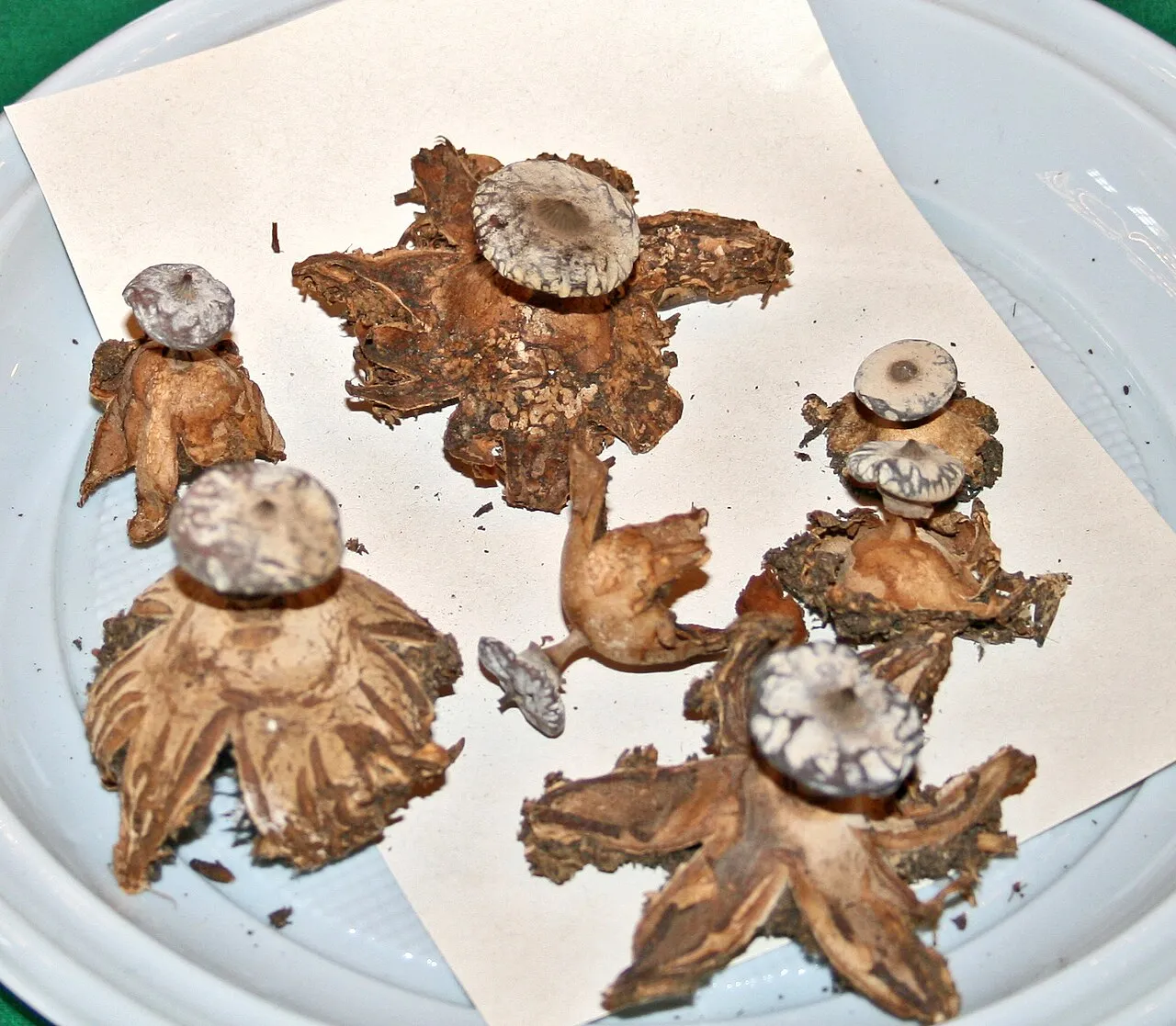Geastrum striatum