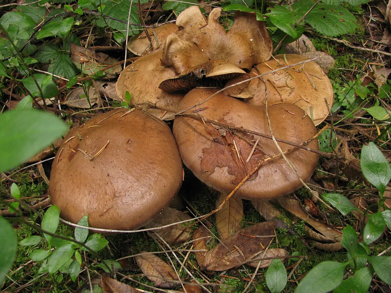 Zasłonak gorzkawy
