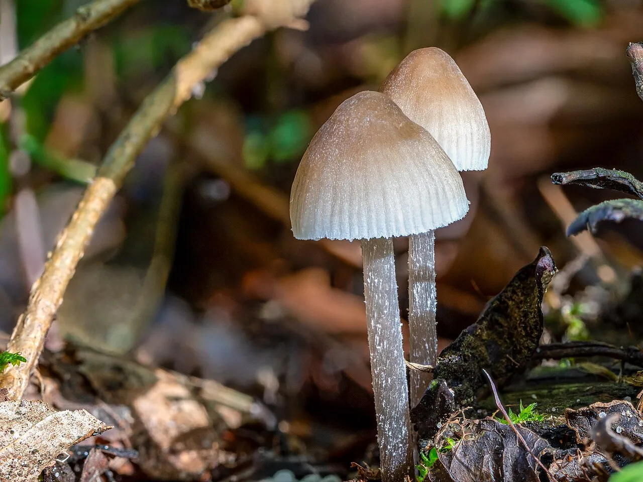 Mycena leptocephala