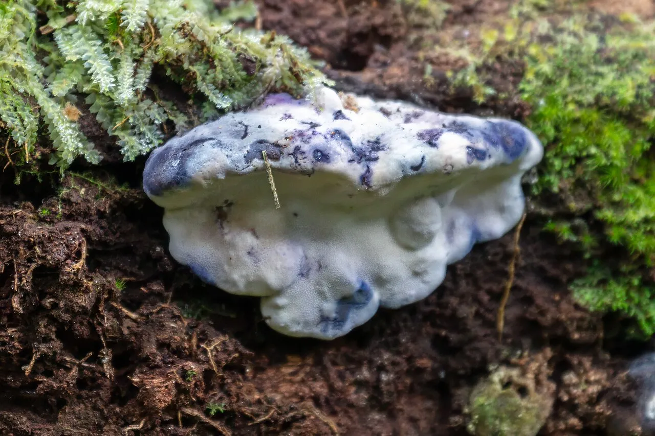 Cyanosporus