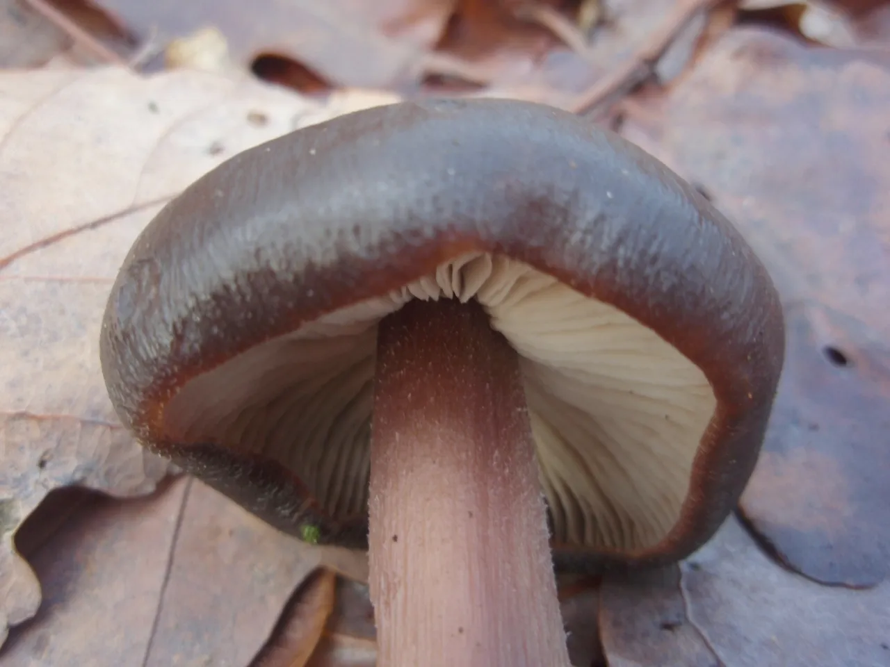 Rhodocollybia
