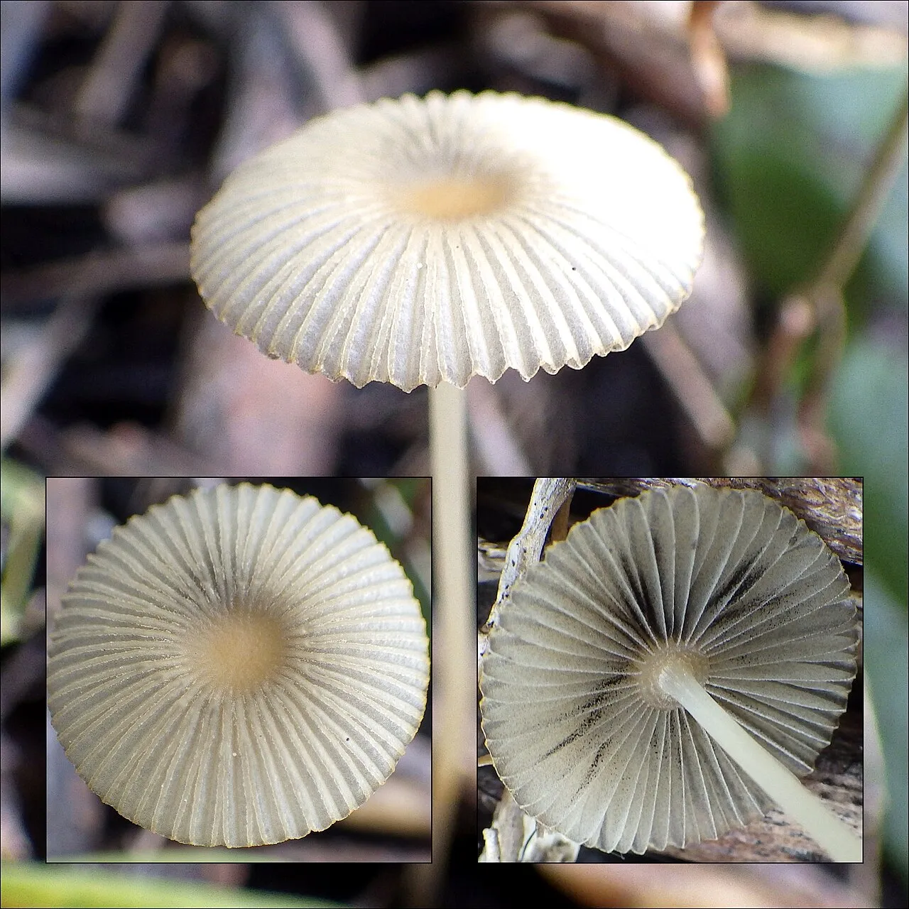 Parasola lactea