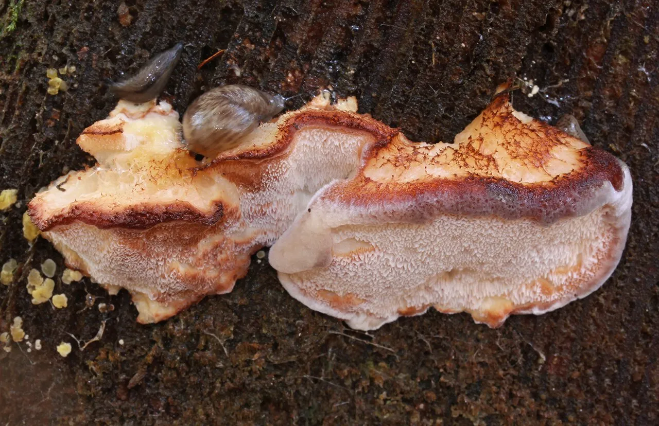 Fuscopostia