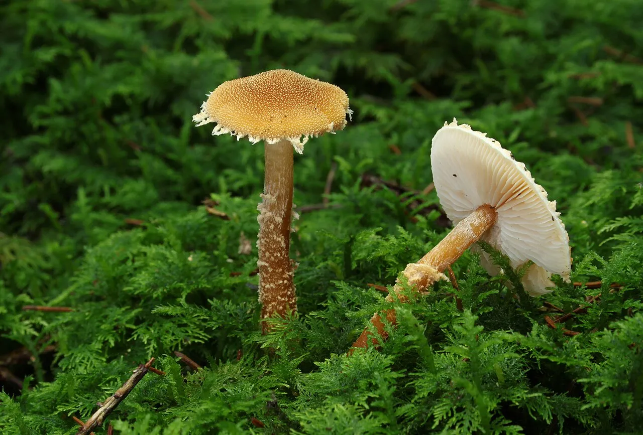 Cystoderma