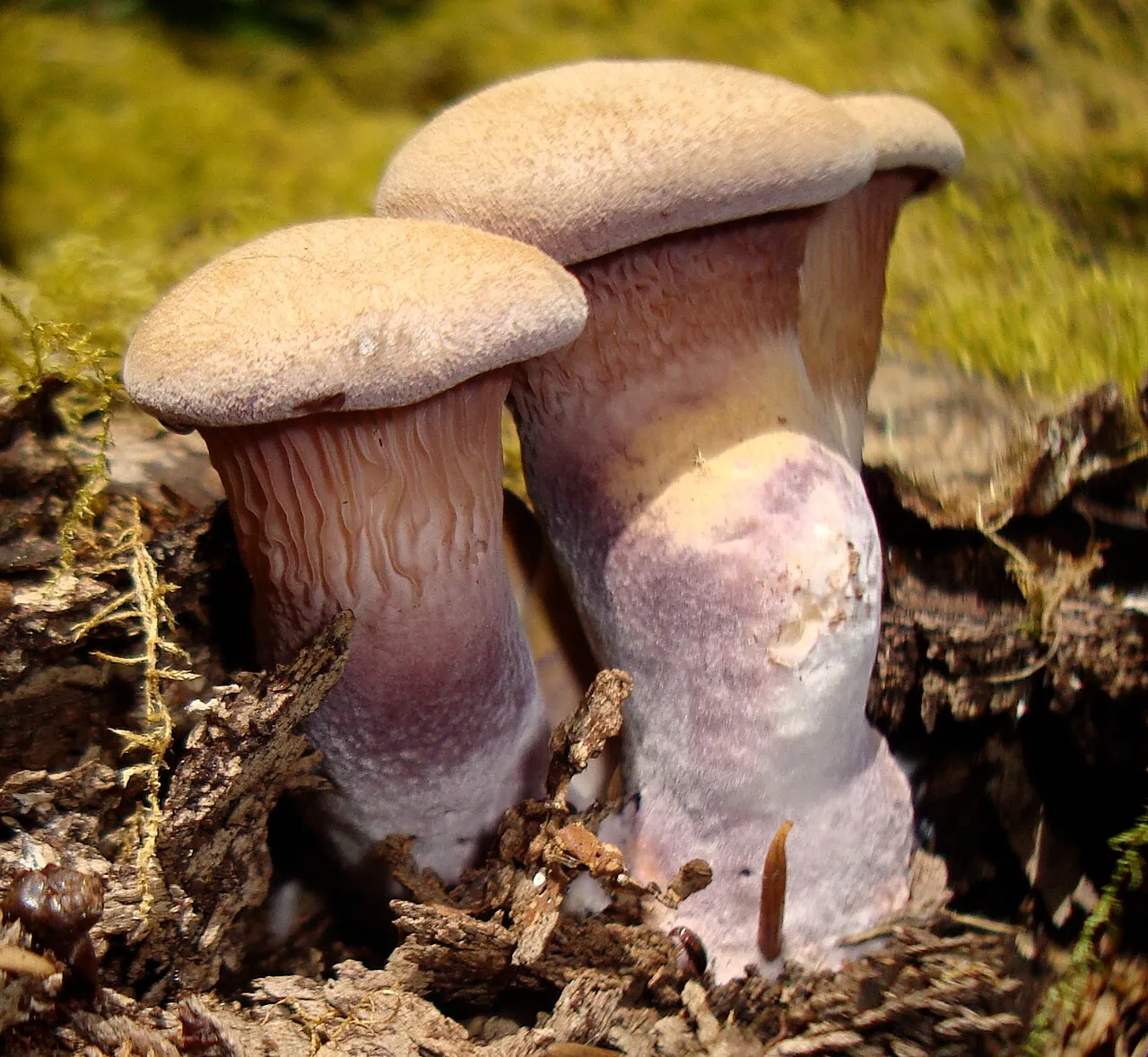 Panus