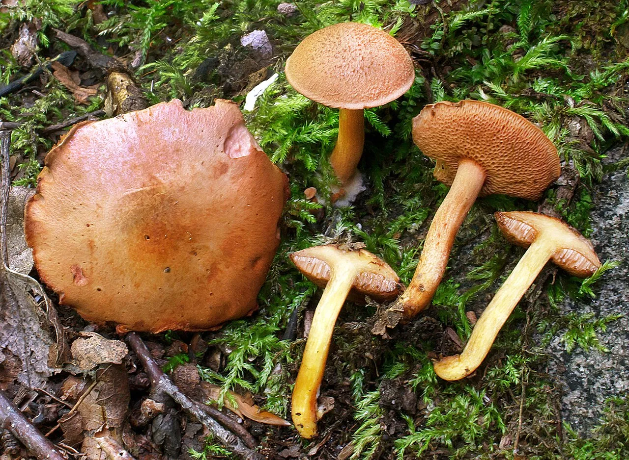 Chalciporus