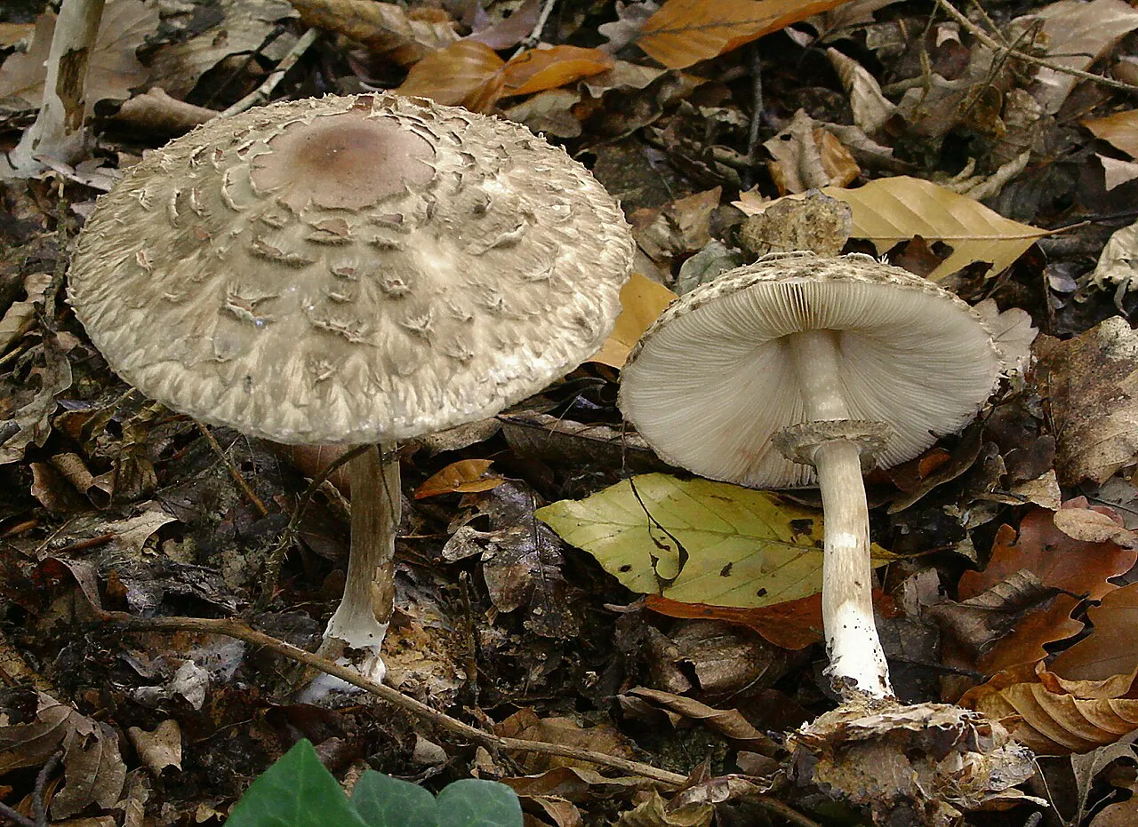 Czubajnik ponury