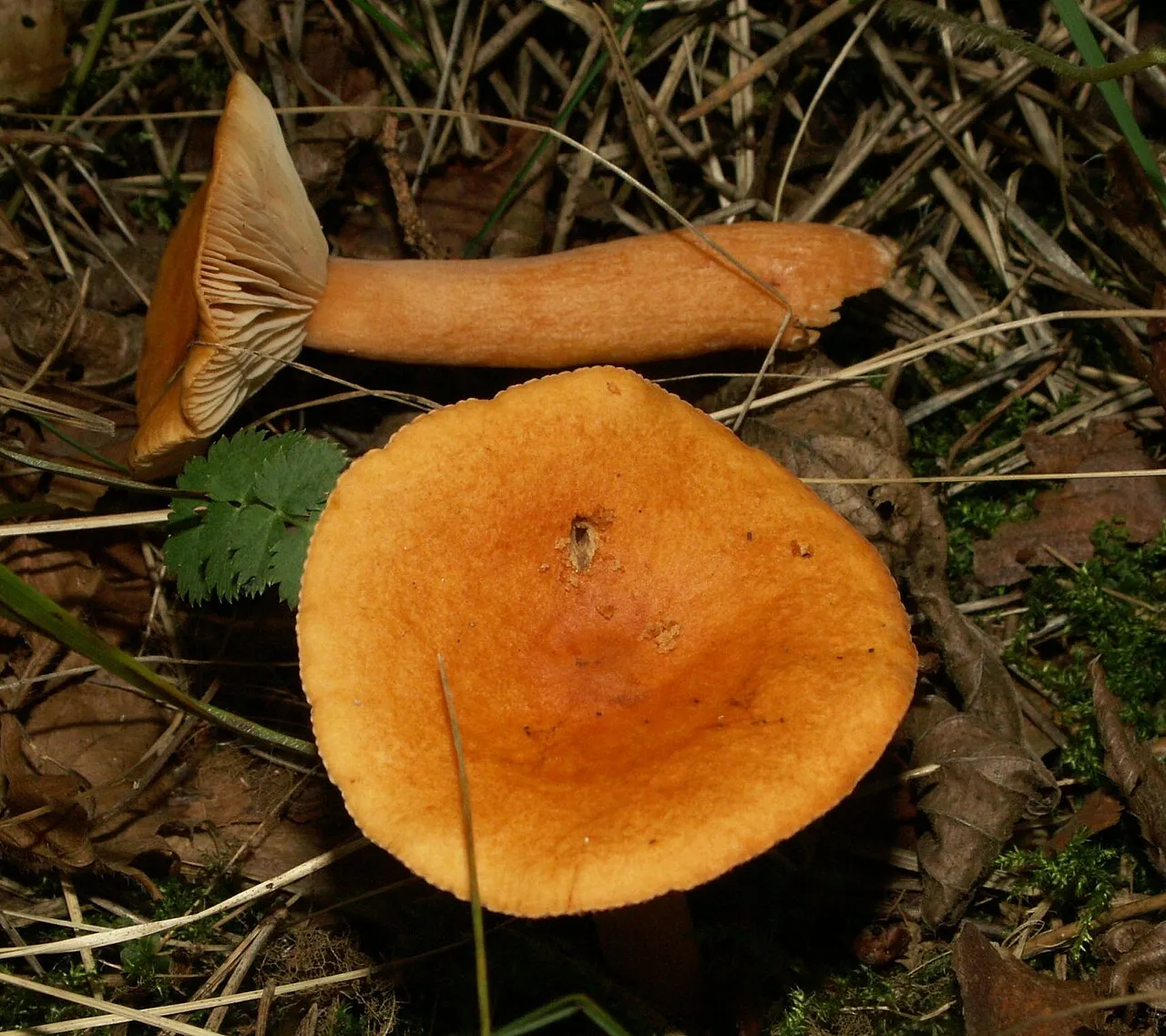 Mleczaj pomarańczowy