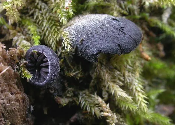 Resupinatus