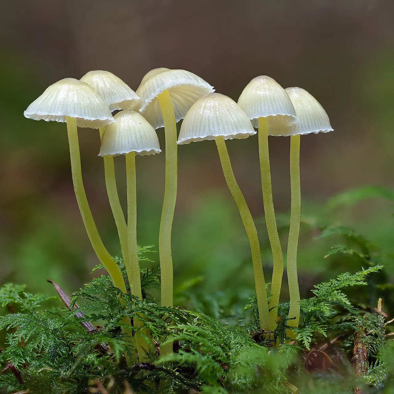 Grzybówka cytrynowa