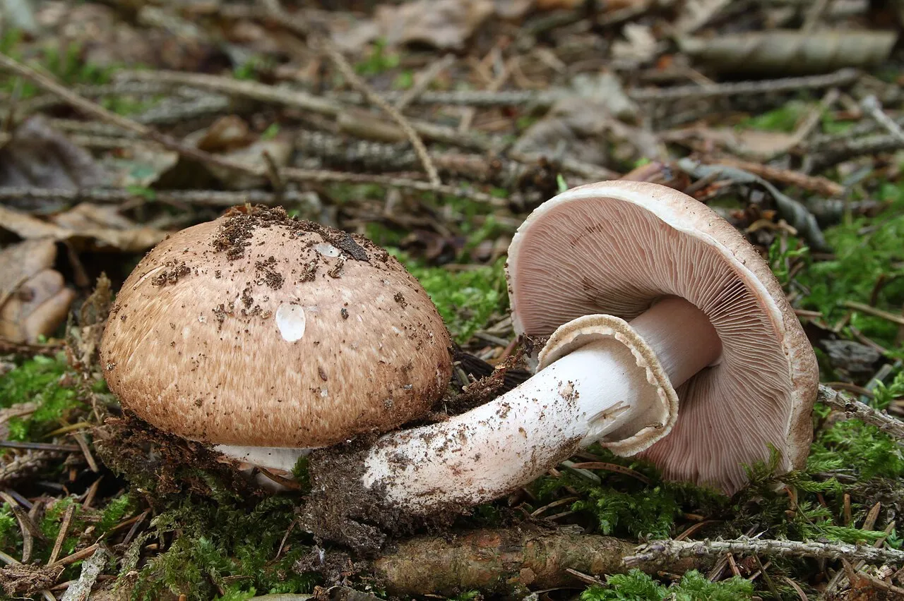 pieczarka leśna