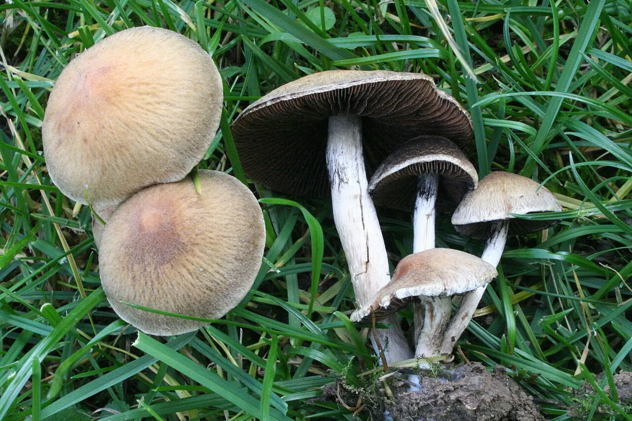 Lacrymaria