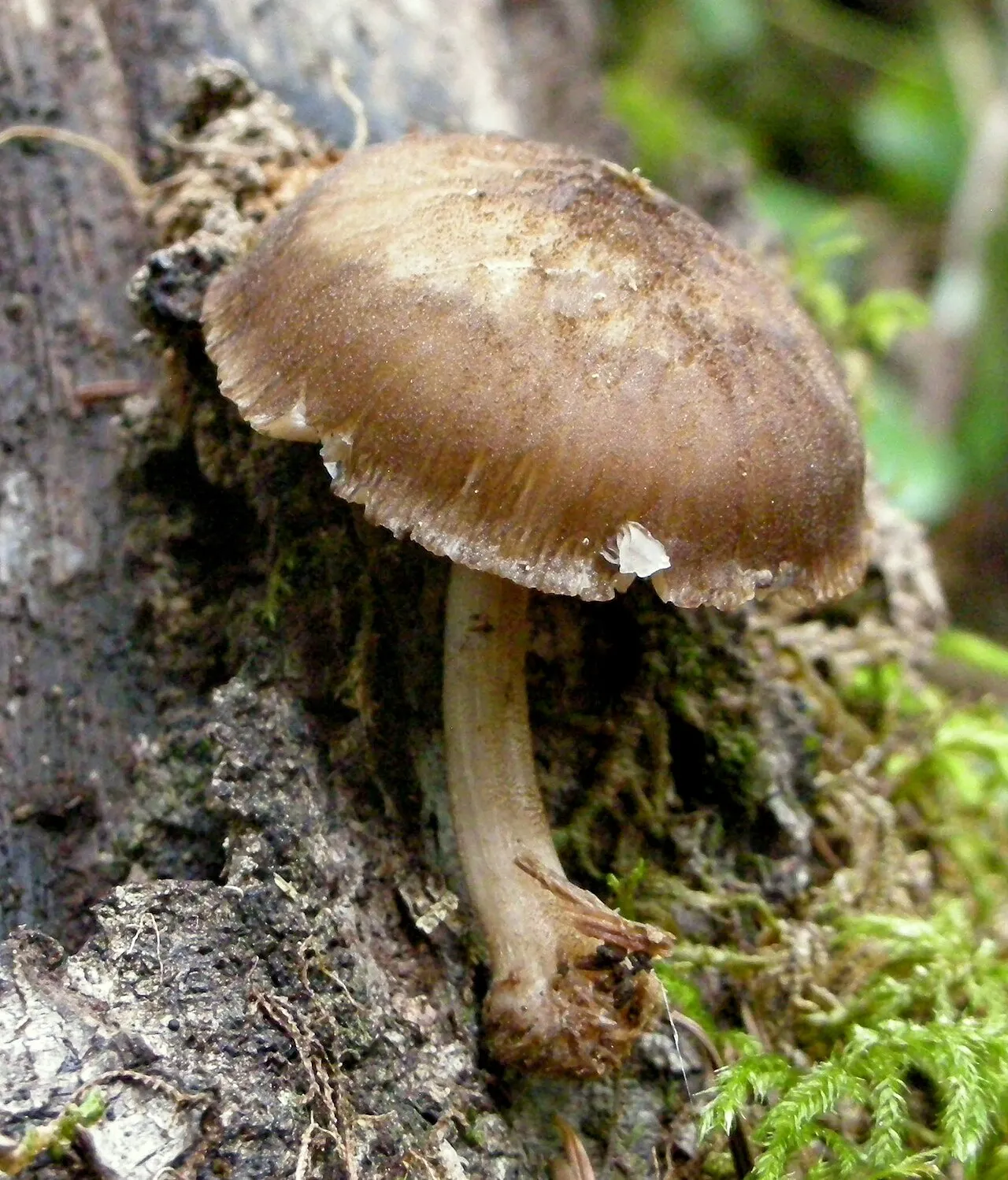 Pluteus plautus