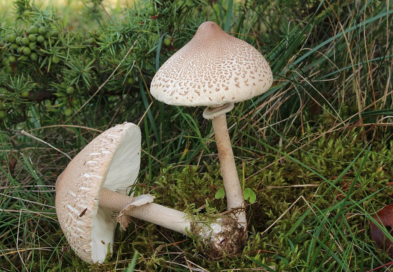 Czubajka sutkowata