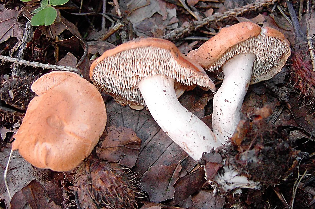 Kolczak rudawy