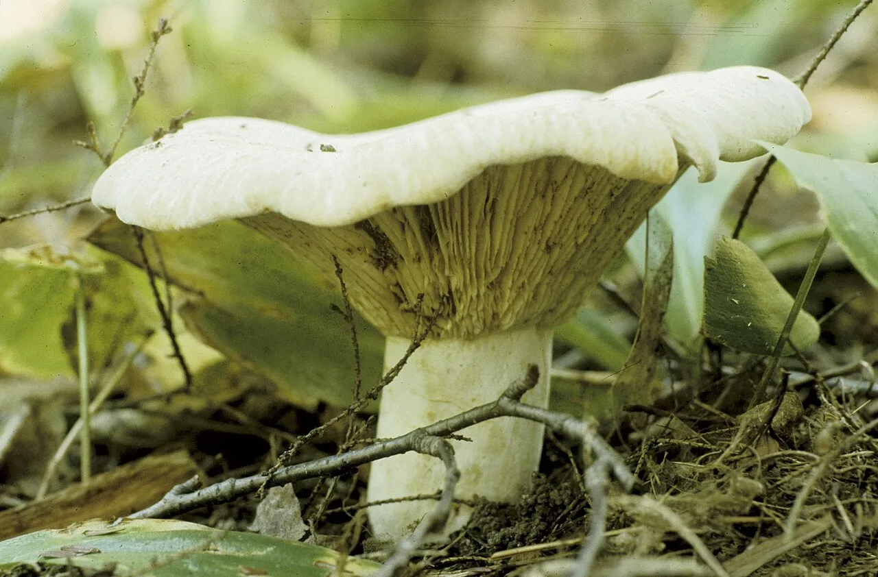 Russula brevipes