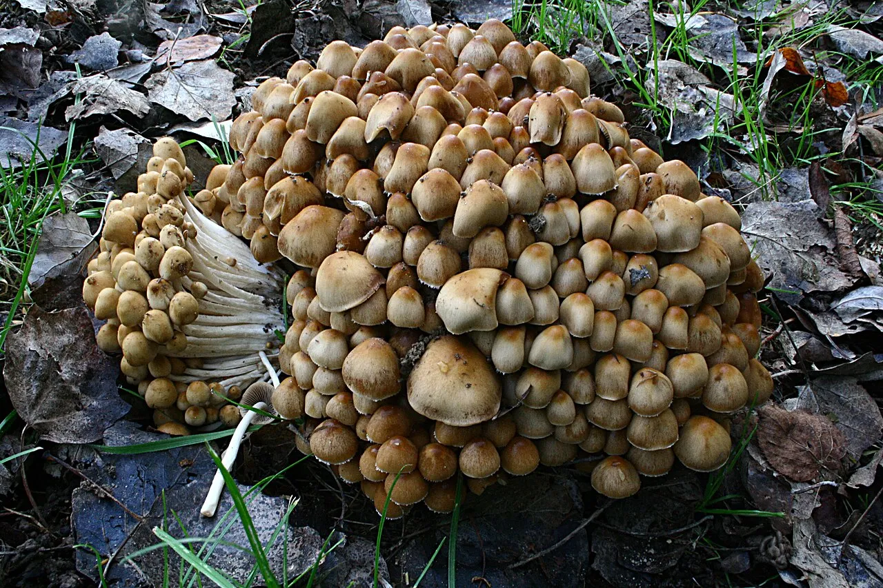 Britzelmayria multipedata