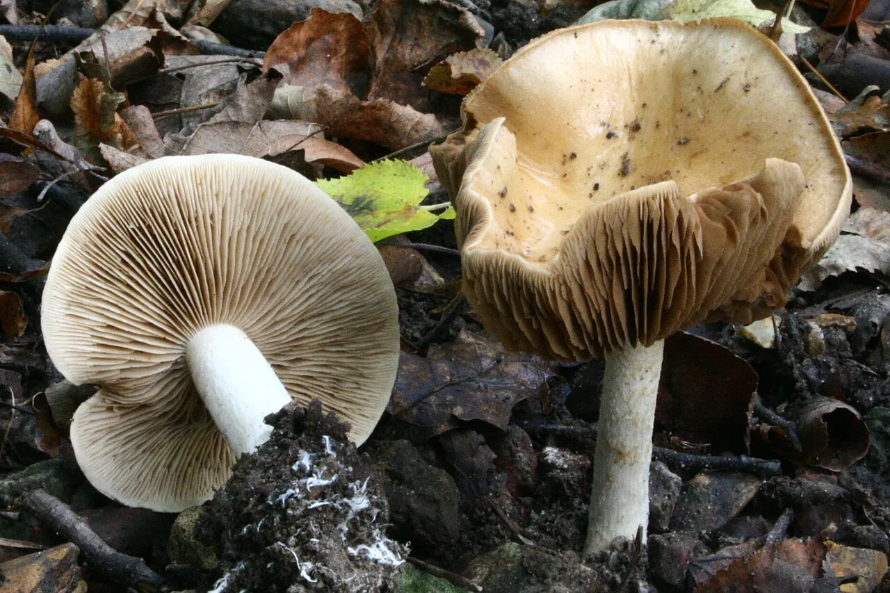 włośnianka rosista