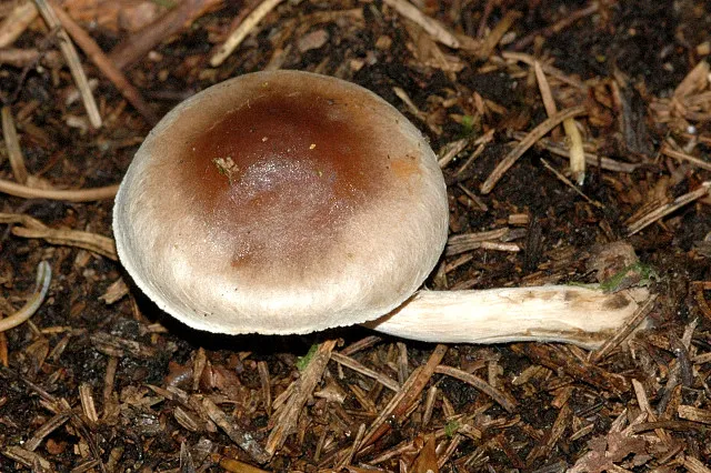 Hebeloma