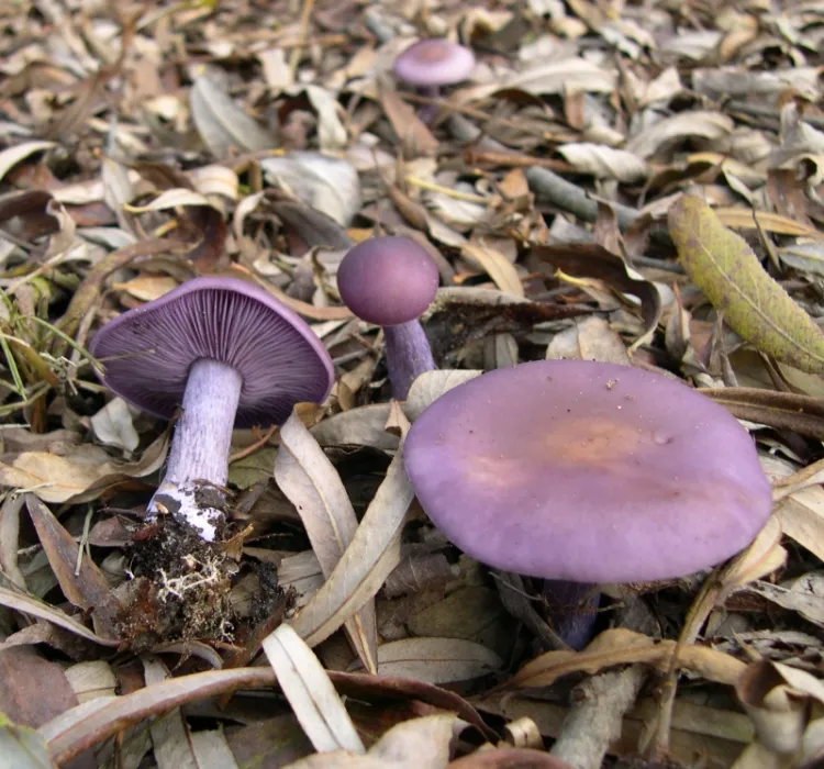 Collybia