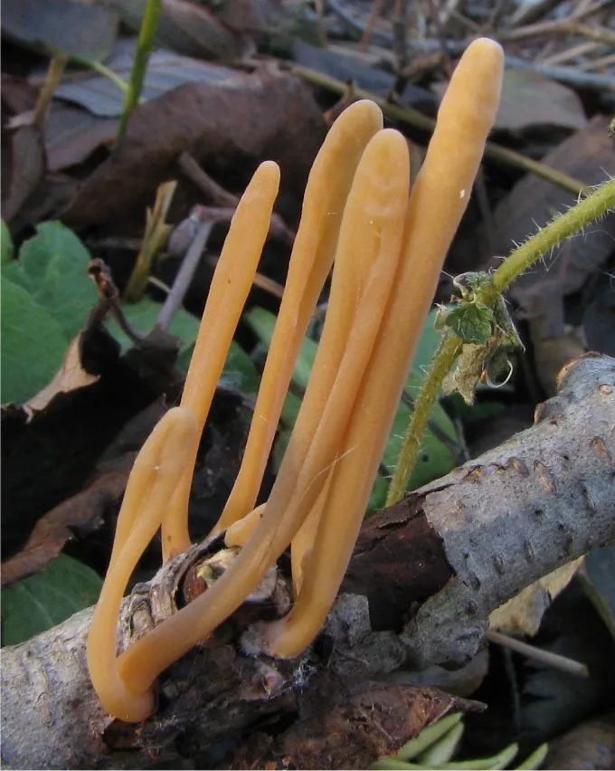 Macrotyphula