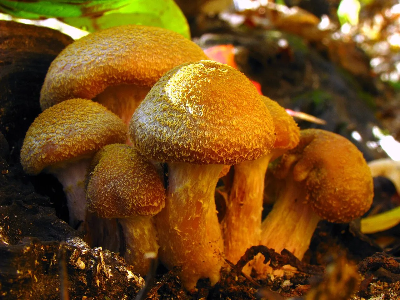 Opieńka żółtawa