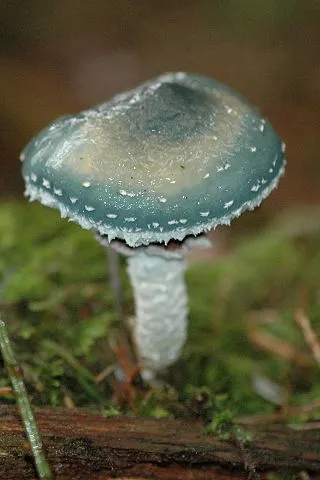 Stropharia