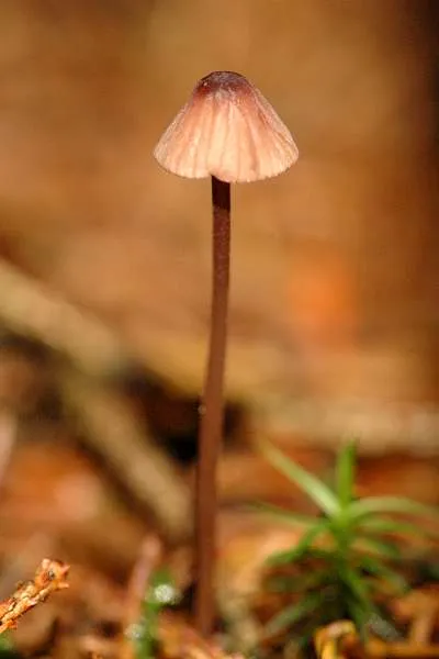 Mycena capillaripes
