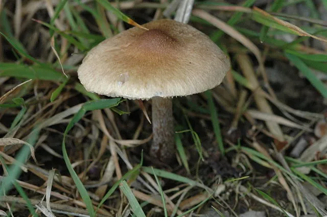 Strzępiak drobnowłóknisty