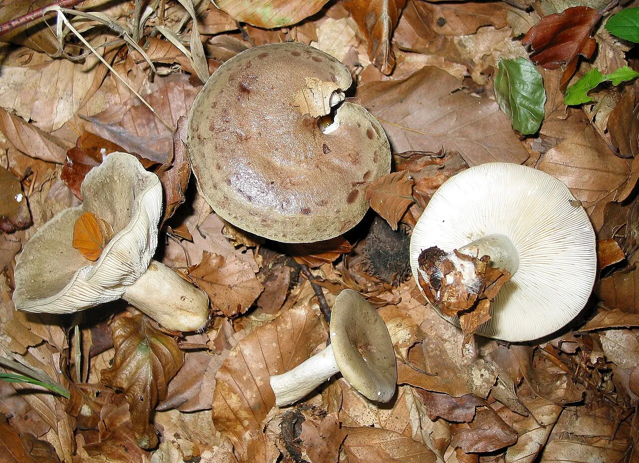 Mleczaj śluzowaty